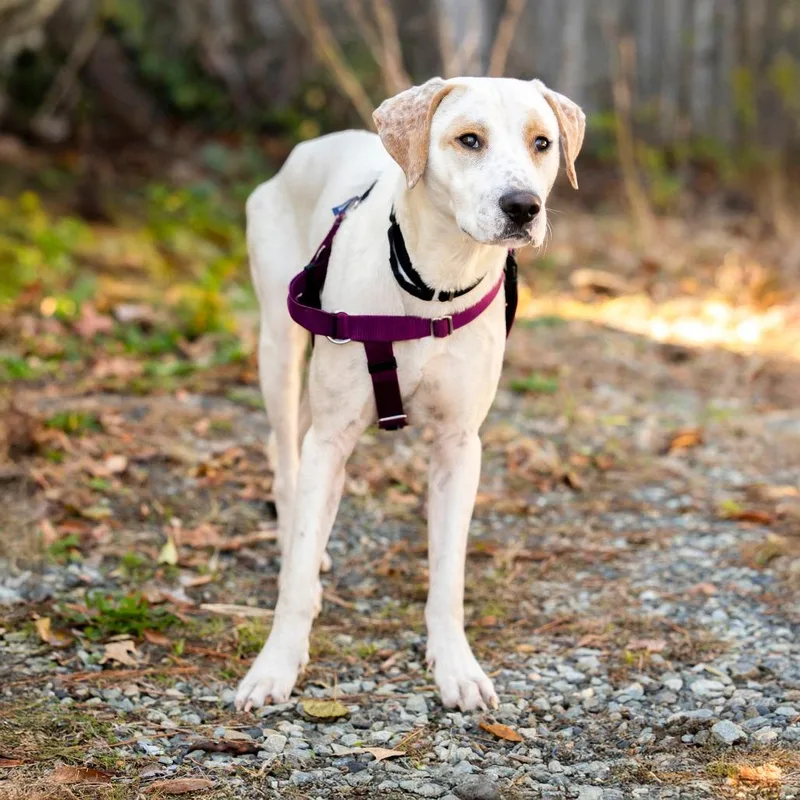 Olliepop thumbnail 3