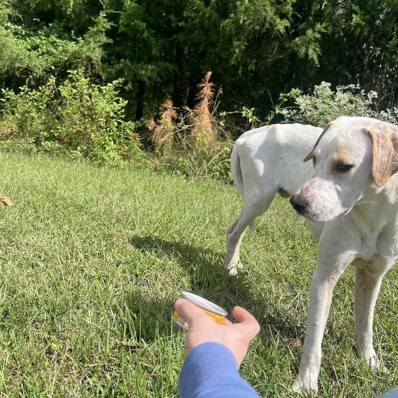 Olliepop thumbnail 5