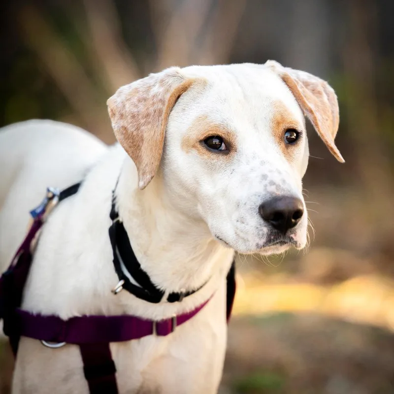 Olliepop thumbnail 6