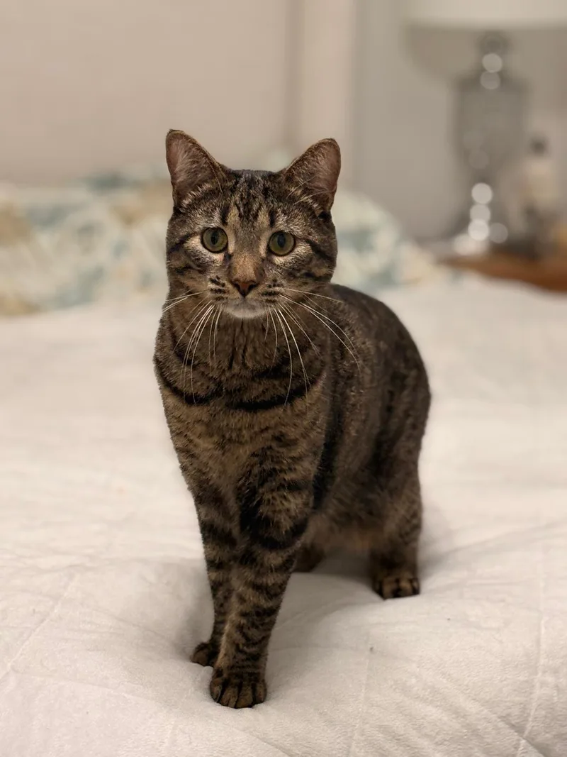 A young medium-sized male Tabby (Brown / Chocolate) Domestic Short Hair cat named Gurt for adoption in Coconut Creek, FL