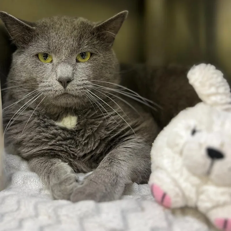 A senior large-sized male Gray / Blue / Silver Domestic Short Hair cat named Fargo for adoption in Springfield, IL