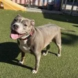 A senior medium-sized male Brown / Chocolate Pit Bull Terrier dog named Chance for adoption in Hilliard, OH