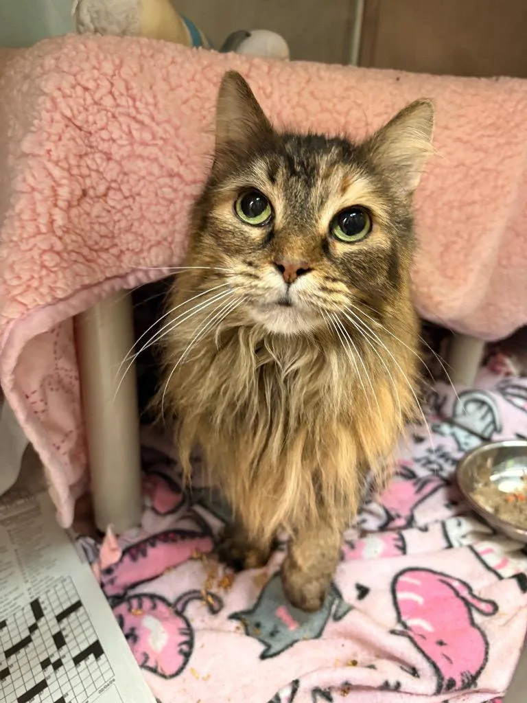 An adult medium-sized female Domestic Long Hair cat named Evie for adoption in Detroit, MI