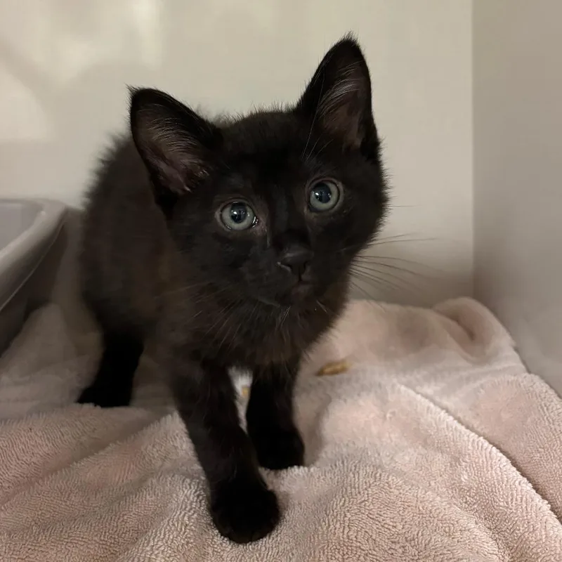 A baby small-sized male Black Domestic Short Hair cat named Grimm for adoption in Redwood City, CA