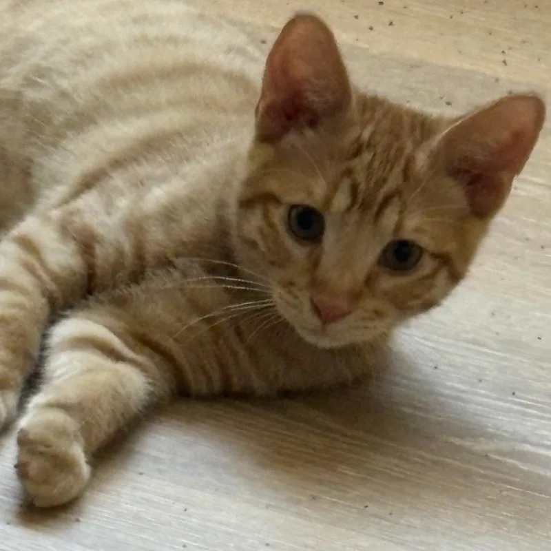 A baby small-sized male Orange / Red Domestic Short Hair cat named Cheezit for adoption in Temecula, CA