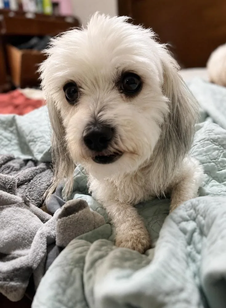 An adult small-sized female White / Cream Shih Tzu dog named Cereza for adoption in Escondido, CA
