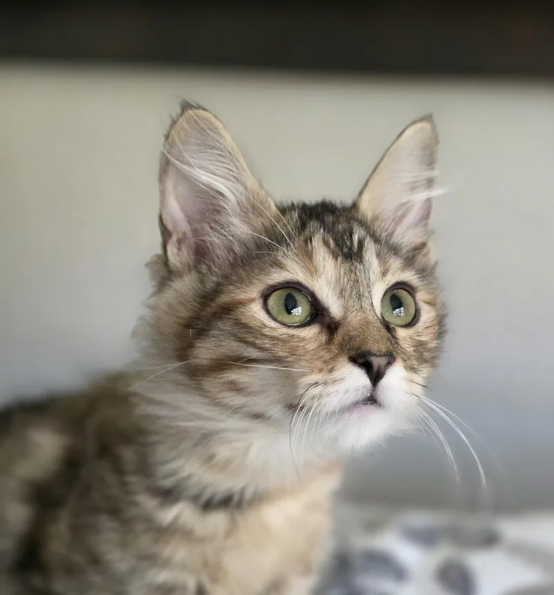 A baby small-sized female Domestic Medium Hair cat named Kate for adoption in Rio Linda, CA