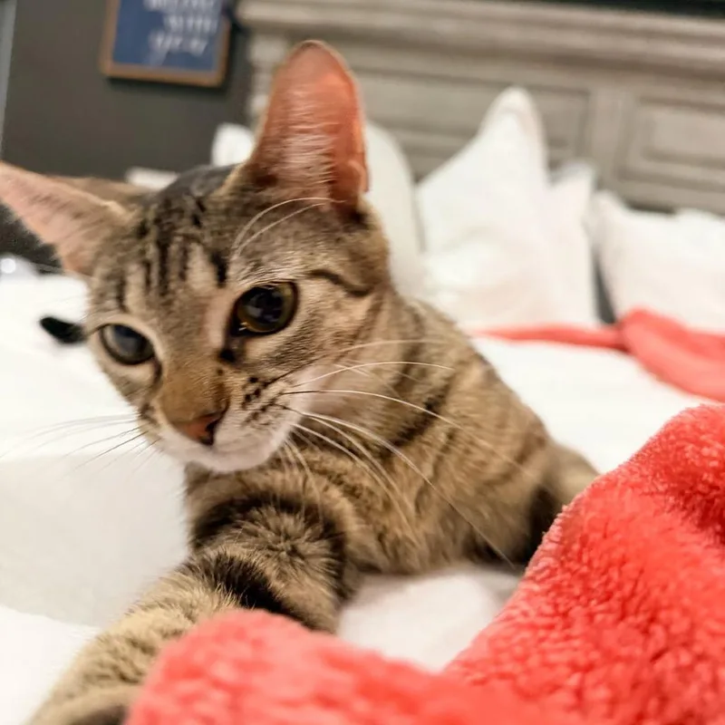 A young medium-sized female Brown / Chocolate Domestic Short Hair cat named Sassafrass for adoption in Hamburg, NY