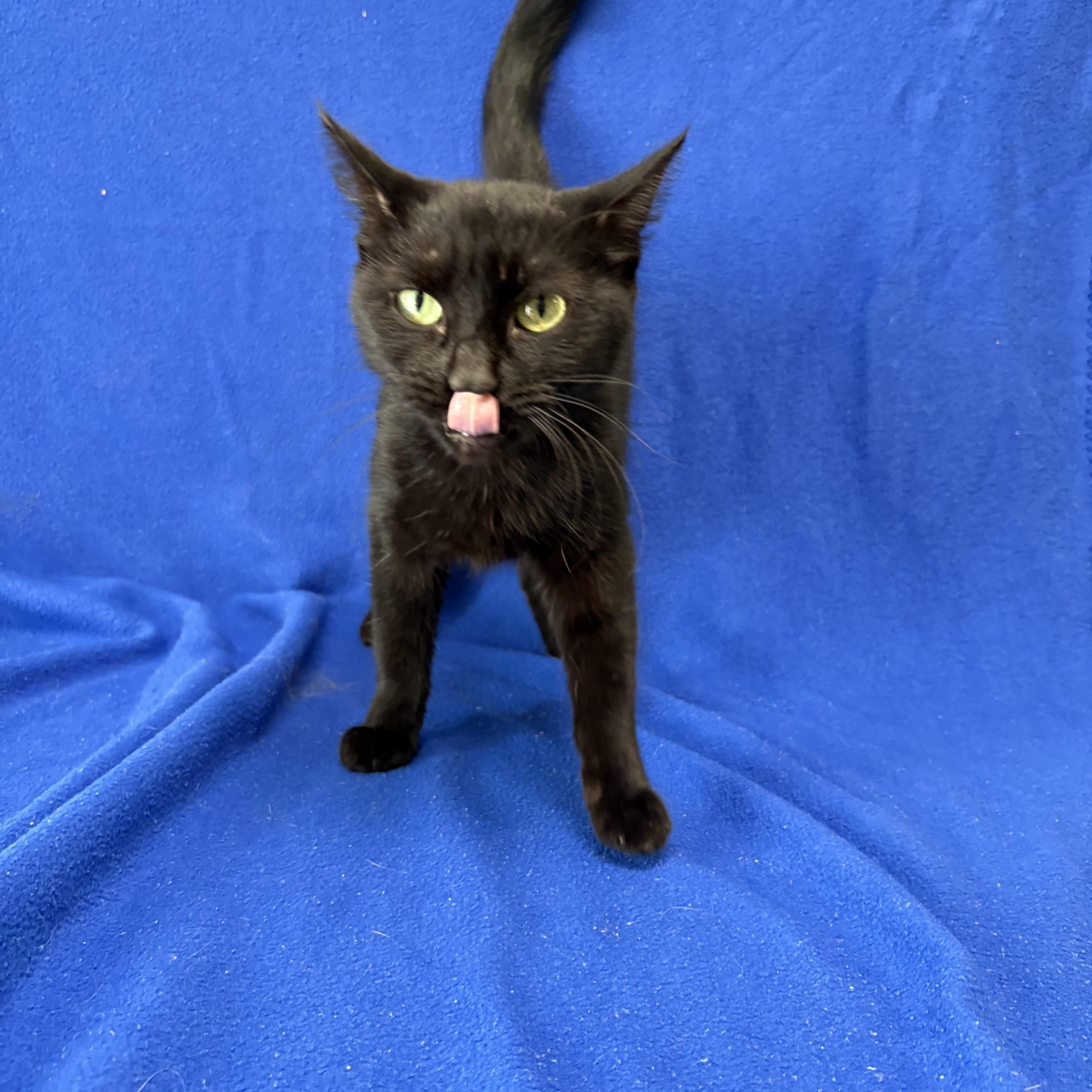 An adult medium-sized female Black Domestic Short Hair cat named Beans for adoption in Valdosta, GA