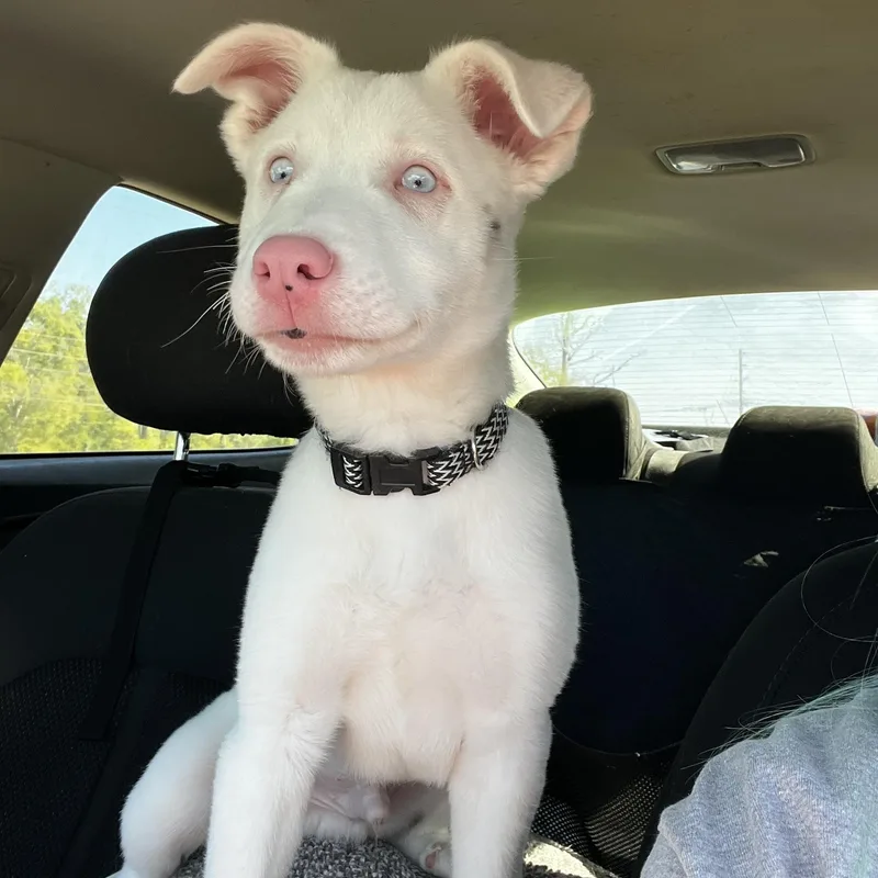 A young medium-sized male White / Cream Australian Shepherd dog named Ghost for adoption in Myrtle, MS