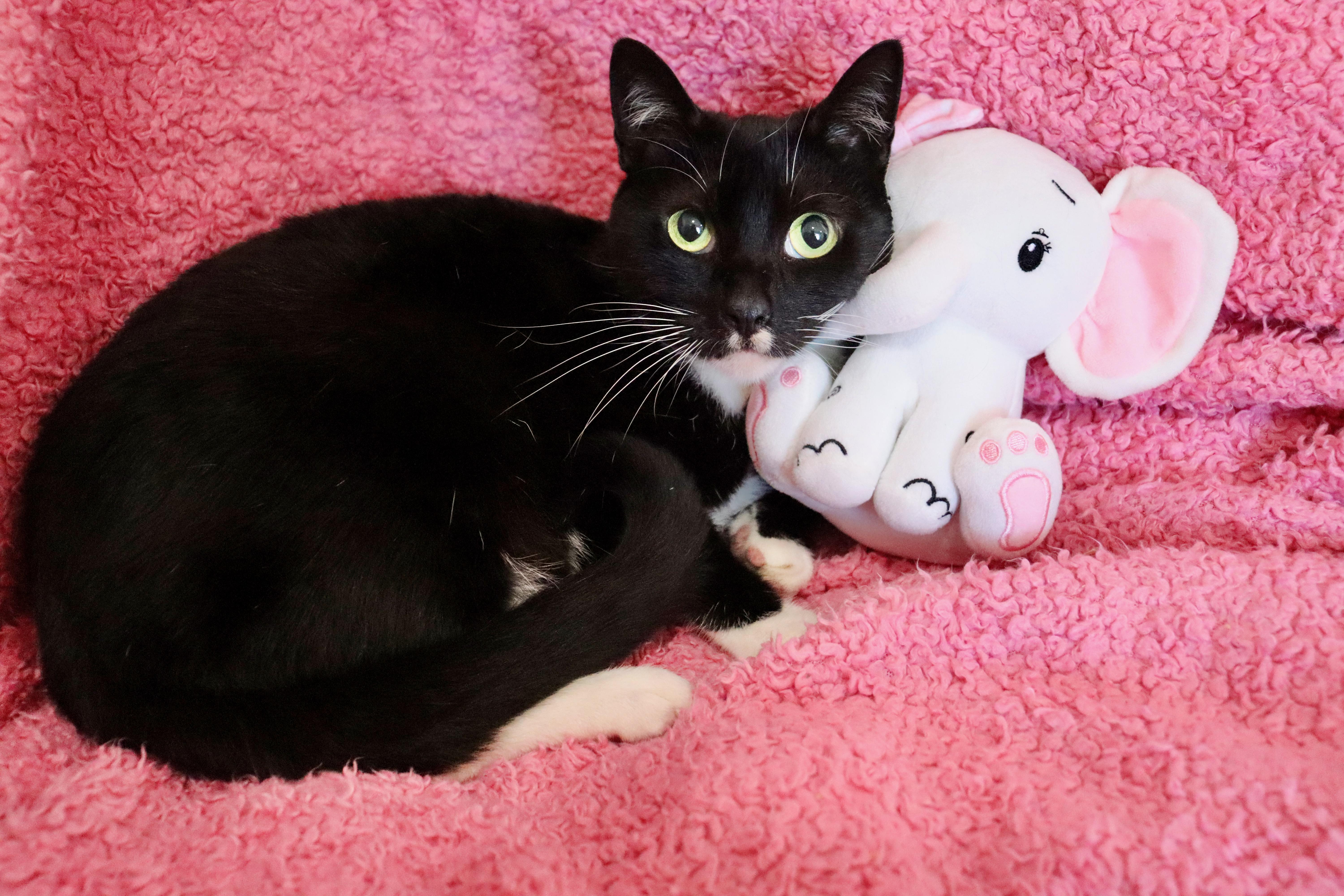 Chickadee thumbnail 2