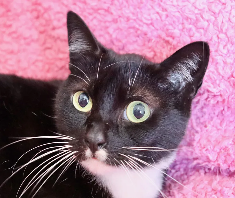 Chickadee thumbnail 3