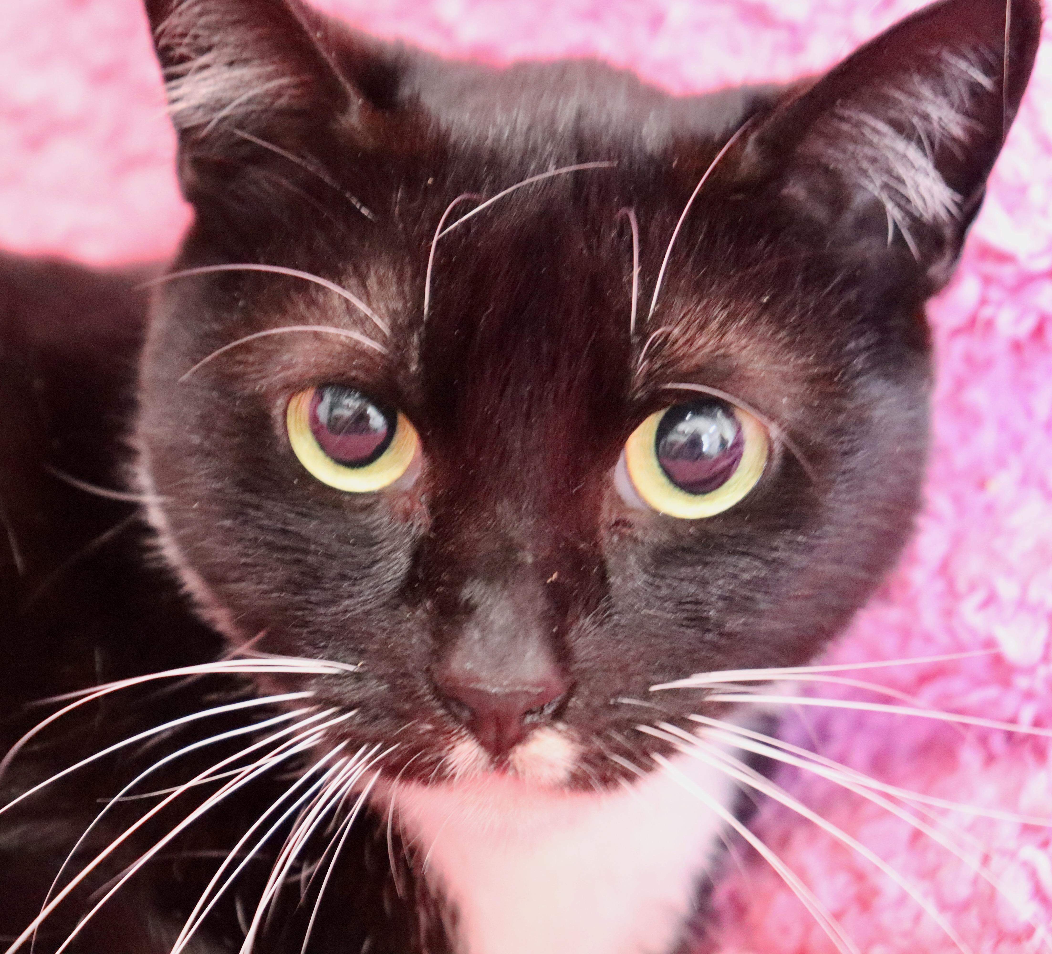 Chickadee thumbnail 5