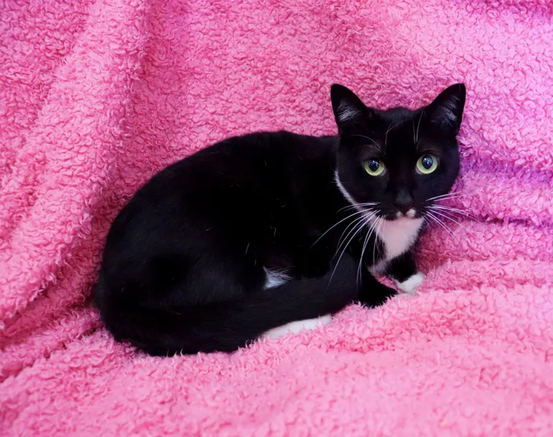 Chickadee thumbnail 6