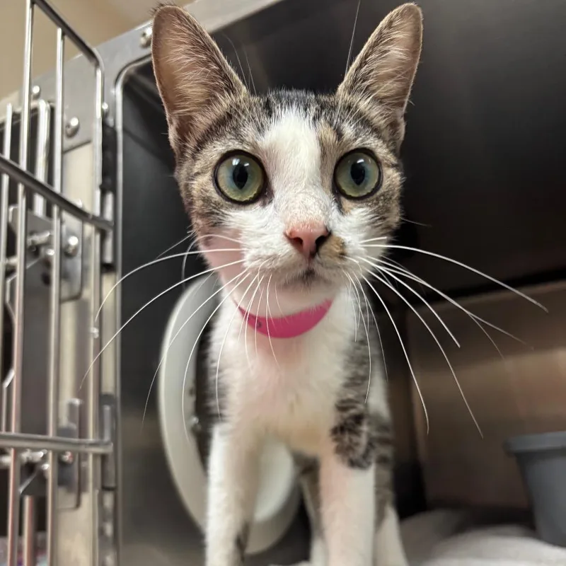 A young medium-sized female Brown / Chocolate Domestic Short Hair cat named Dolly for adoption in Lakeland, FL