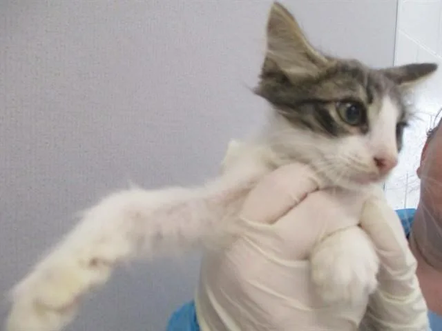 A baby small-sized male Domestic Short Hair cat named Sammy for adoption in Ocala, FL