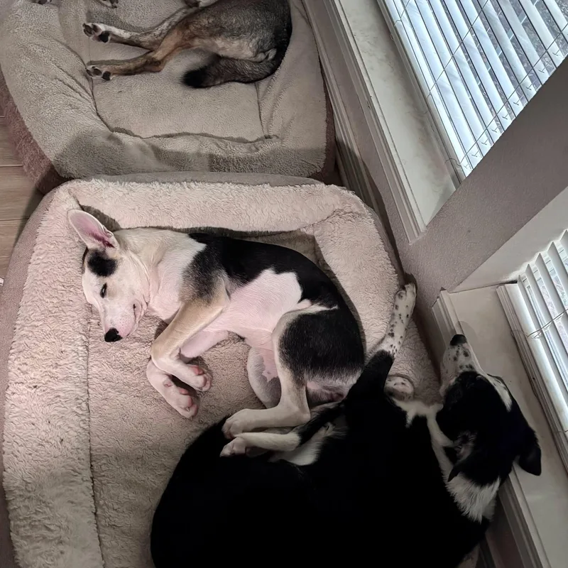 A young medium-sized female Tricolor (Brown, Black, & White) Border Collie dog named Mayfly for adoption in Mooresville, NC