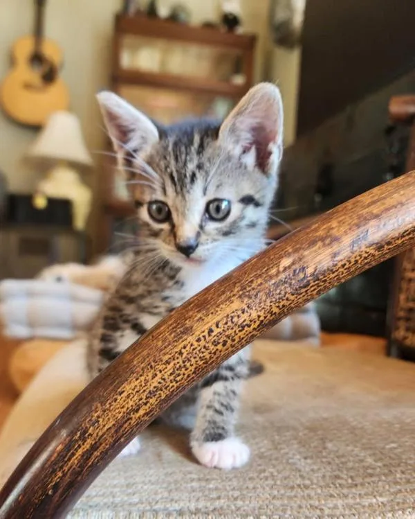 A baby small-sized female Domestic Short Hair cat named Pepper for adoption in Escondido, CA