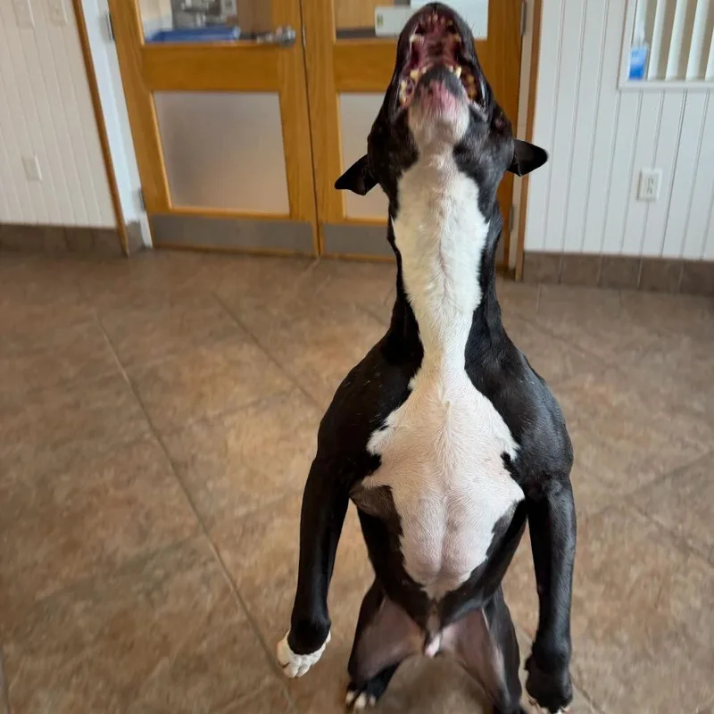 A senior large-sized male Black Pit Bull Terrier dog named "john" for adoption in Perkiomenville, PA