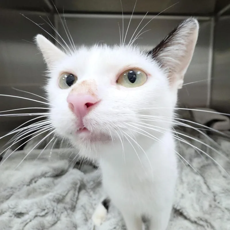 A young large-sized female Domestic Short Hair cat named Mooey for adoption in Michigan City, IN