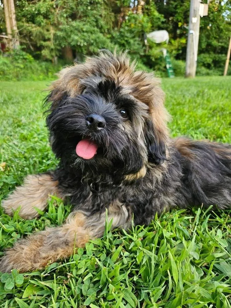 A baby small-sized male Tricolor (Brown, Black, & White) Shih Tzu dog named Huckleberry for adoption in Grove City, OH