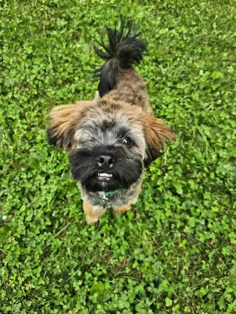 Huckleberry thumbnail 2