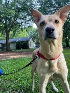 An adult medium-sized female Siberian Husky dog named Great Blue Heron for adoption in Atlanta, GA
