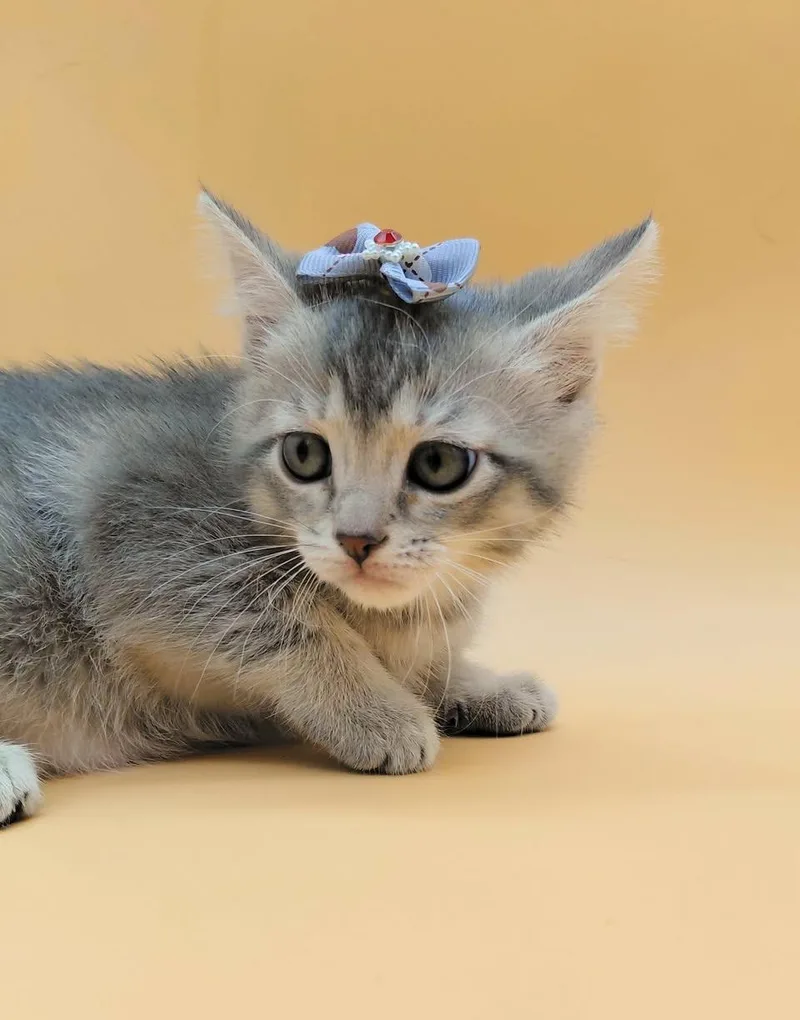 A baby medium-sized female Tabby (Gray / Blue / Silver) Domestic Short Hair cat named Windy for adoption in Springfield, MO