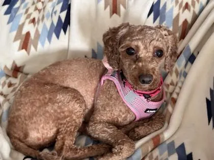 A young small-sized female Mixed Breed dog named Poppy for adoption in Pleasanton, CA