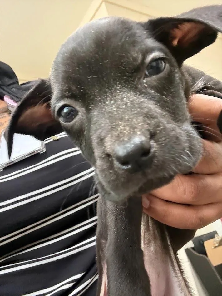 A baby medium-sized male Mixed Breed dog named XForce for adoption in Effingham, SC