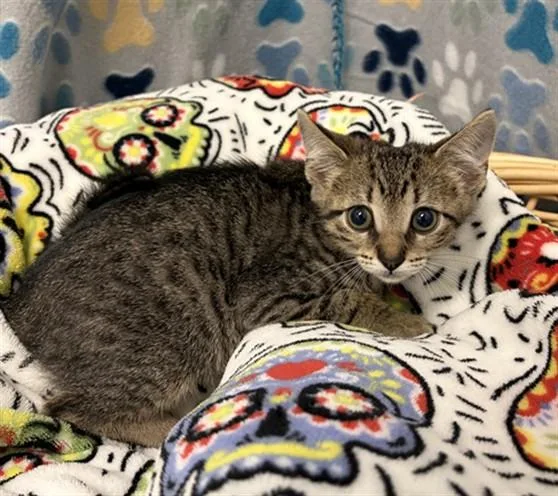 A baby small-sized male Domestic Short Hair cat named Milo for adoption in Rosenberg, TX