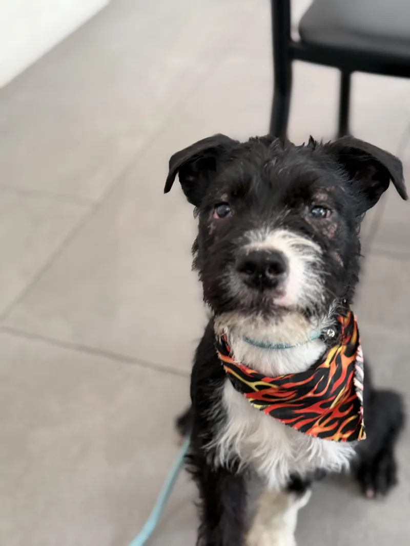 A baby medium-sized male Mixed Breed dog named Rocket for adoption in Burbank, CA