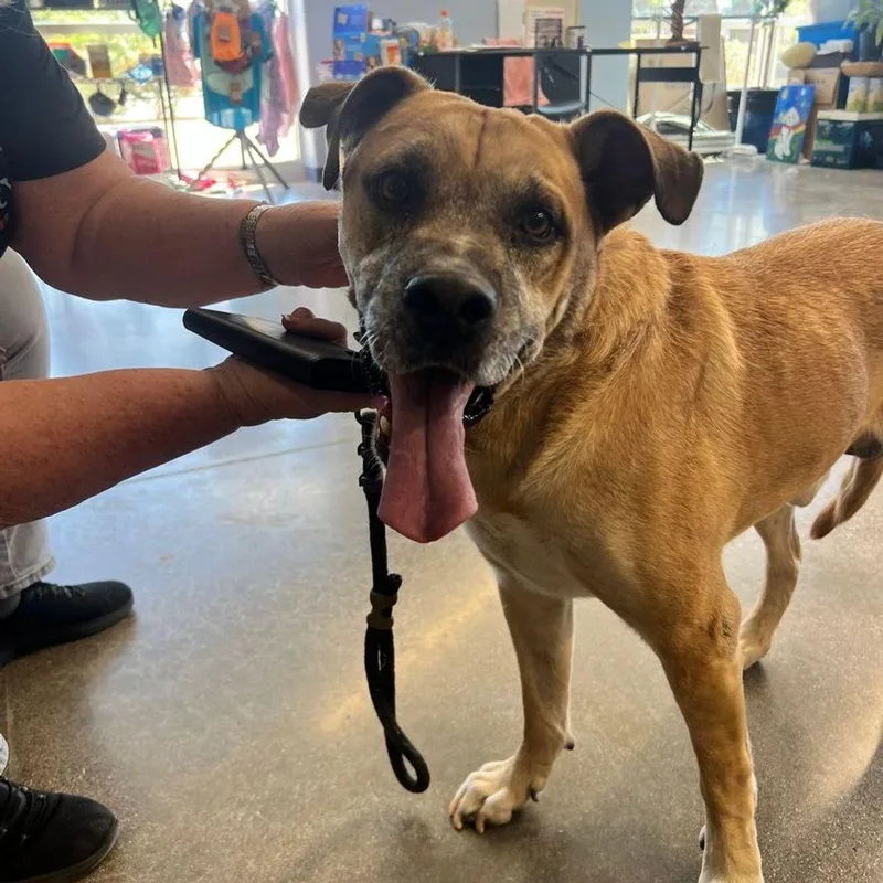 A senior large-sized male Yellow / Tan / Blond / Fawn American Staffordshire Terrier dog named Rusty for adoption in Kingman, AZ