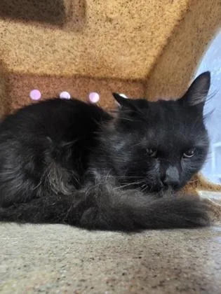 An adult large-sized male Domestic Long Hair cat named Dreads for adoption in Houston, TX