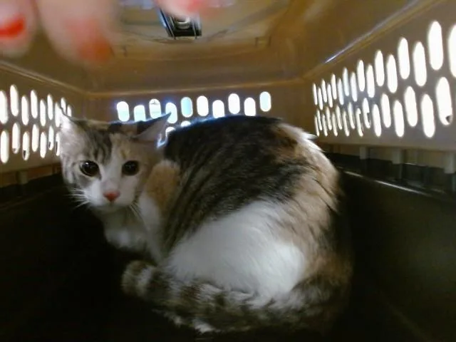 A young small-sized female Domestic Short Hair cat named Patches for adoption in Oklahoma City, OK