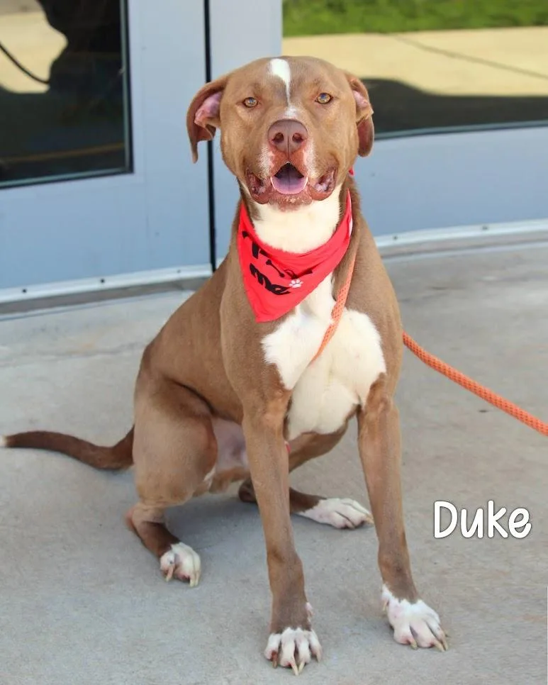 An adult medium-sized male Pit Bull Terrier dog named Duke for adoption in Gautier, MS