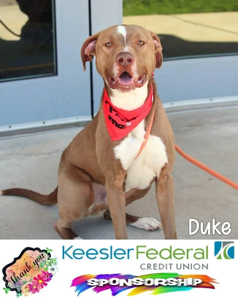 Duke thumbnail 2