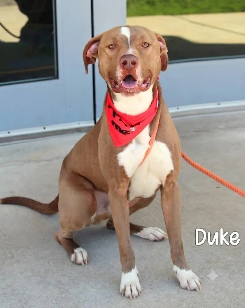 Duke thumbnail 4