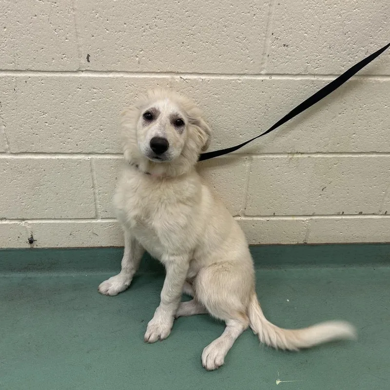 A baby medium-sized female White / Cream Mixed Breed dog named Tass for adoption in Memphis, TN