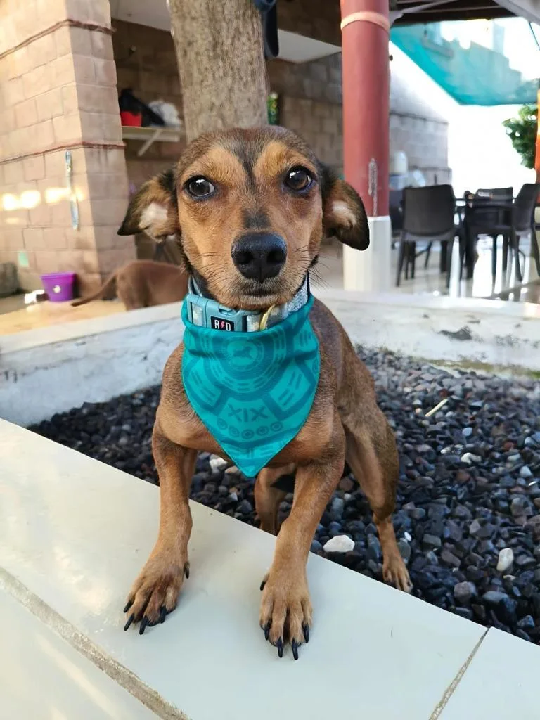 A young small-sized female Dachshund dog named Smoothie for adoption in San Diego, CA