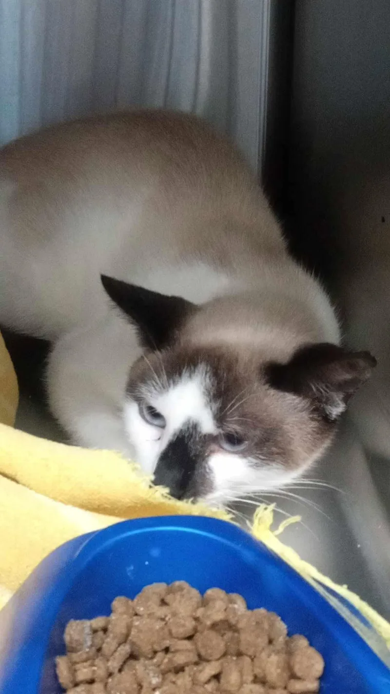 An adult medium-sized male Seal Point Siamese cat named Unknown for adoption in Burgaw, NC