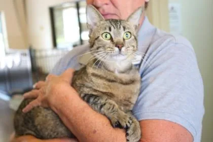 An adult large-sized male Domestic Short Hair cat named Cowboy for adoption in Brunswick, GA