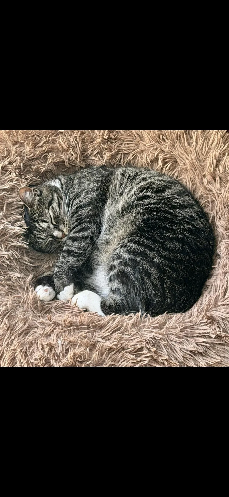 An adult medium-sized female Tabby (Brown / Chocolate) Domestic Short Hair cat named Pistachio for adoption in Bear, DE