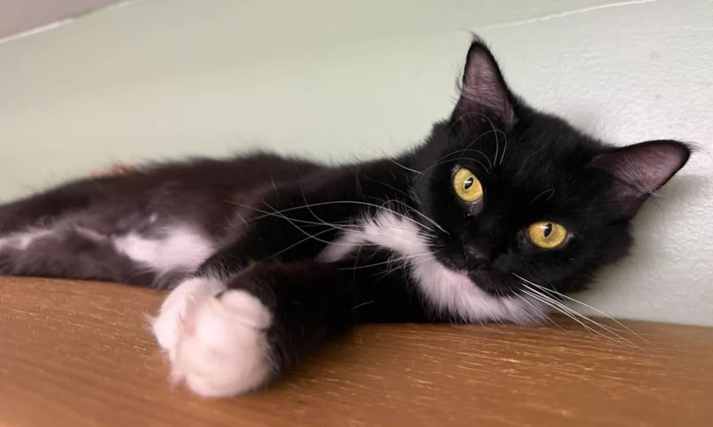 An adult medium-sized female Domestic Short Hair cat named Cara for adoption in Springfield, VT
