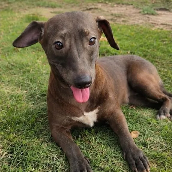 A young small-sized female Brown / Chocolate Mixed Breed dog named Queen Conch for adoption in Fredericksburg, VA