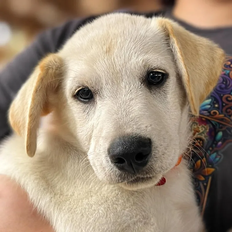 A baby small-sized male White / Cream Labrador Retriever dog named Atlantis for adoption in Boerne, TX