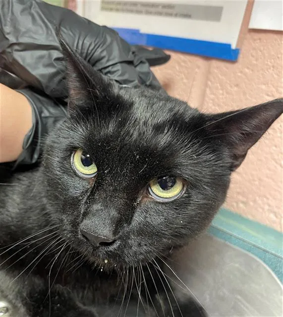 A young medium-sized male Domestic Short Hair cat named Spriggan for adoption in Columbia, SC