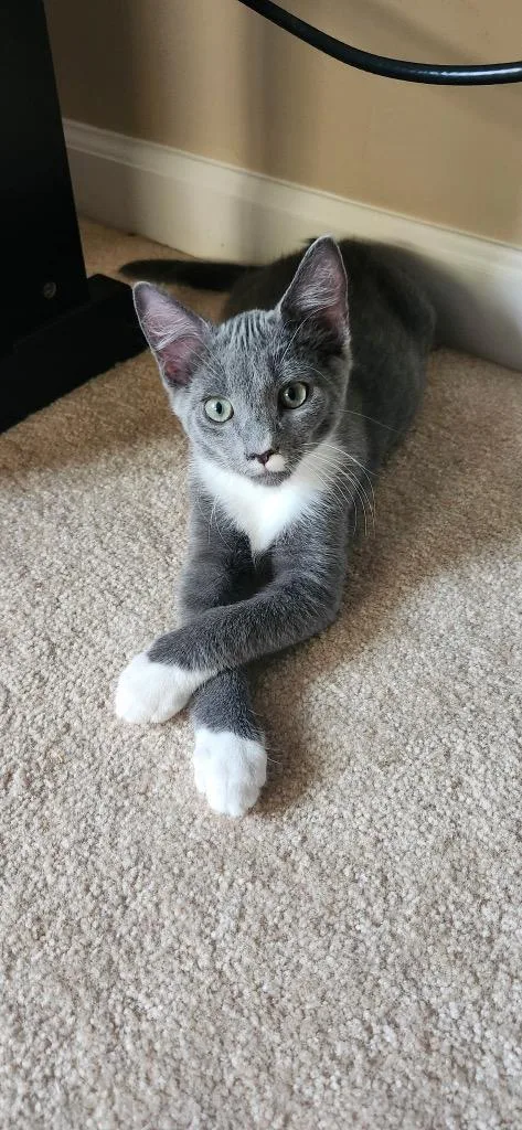 Rocco
