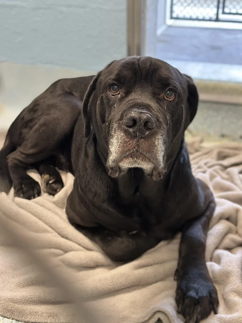 A senior extra large-sized male Black Mastiff dog named Ben for adoption in Stafford, VA