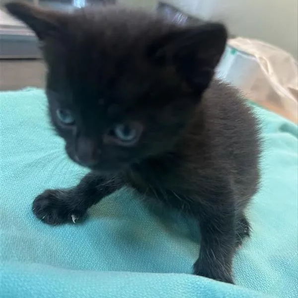 A baby small-sized female Black Domestic Short Hair cat named Dot for adoption in Tacoma, WA